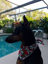 Close-up of horse in swimming pool against sky