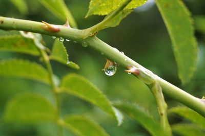 Close-up of raindrops on leaf