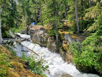 Plants growing by river in forest