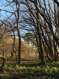 Trees growing on field in forest against sky