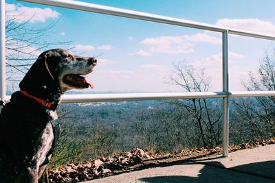 Dog against sky