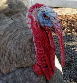 Close-up of a bird