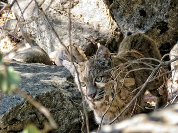 Close-up of lizard on rock