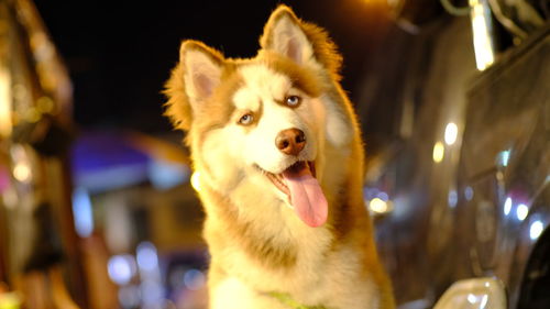 Close-up portrait of a dog