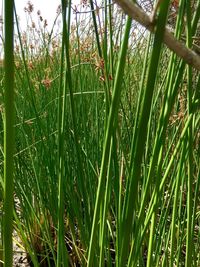 Close-up of green grass