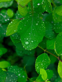 Close-up of wet plant leaves during rainy season