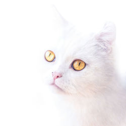 Close-up of cat against white background