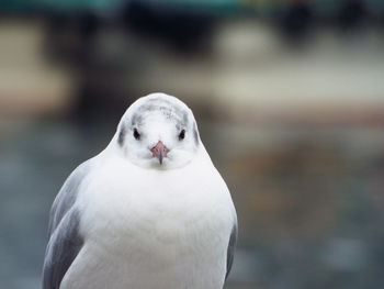 Close-up of white background