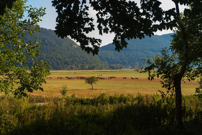 Scenic view of trees on field against sky