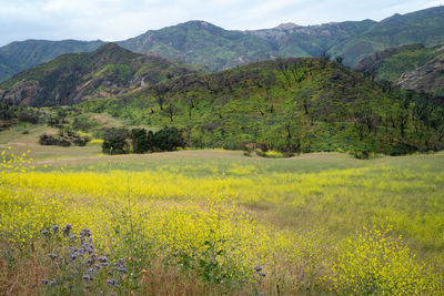 Scenic view of field against mountains