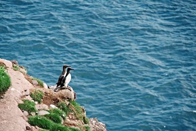 High angle view of bird perching on shore