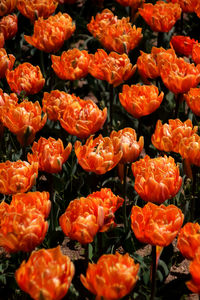 Full frame shot of orange flowers