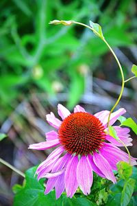 Close-up of pink flower