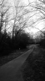 Empty road along trees