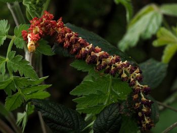 Close-up of red flowering plant