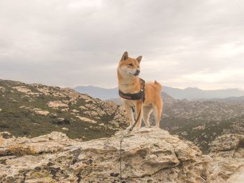 Dog standing on mountain against sky