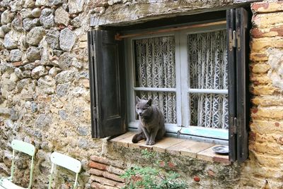 Stray cat sitting on window sill