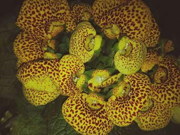 Close-up of yellow flowers