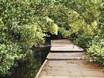 Boardwalk amidst trees in forest