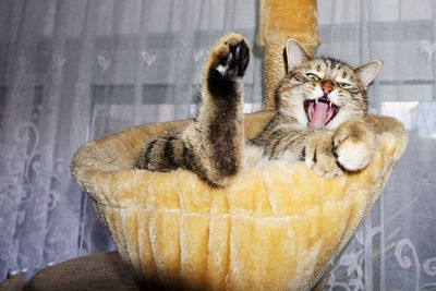 Close-up of cat yawning