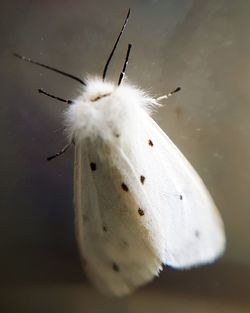 Close-up of insect on white dandelion