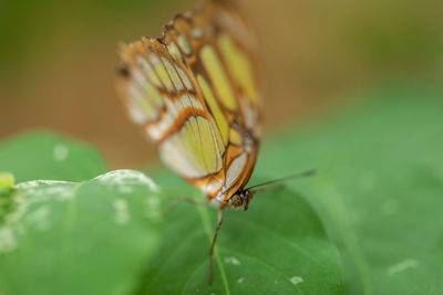 Close-up of insect on leaf