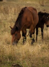 Horses in a field