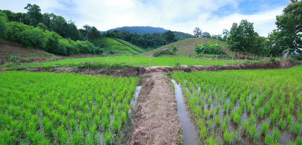 Scenic view of agricultural field against sky