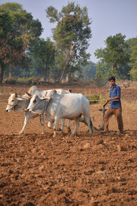 Horses on field against trees