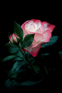 Close-up of pink rose against black background