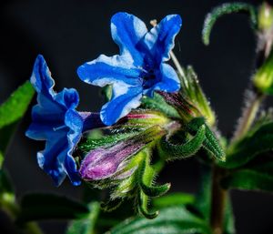 Close-up of purple flowering plant