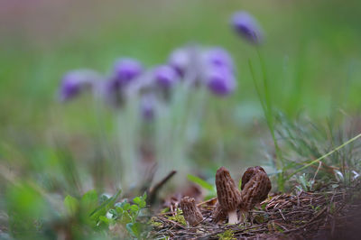 Close-up of purple flowering plants on field