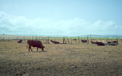 Horses grazing in a field