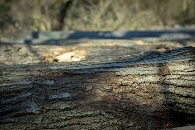 Close-up of log on tree trunk