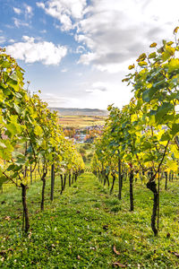 View of vineyard against cloudy sky