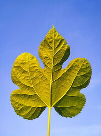 Close-up of yellow leaf against blue sky