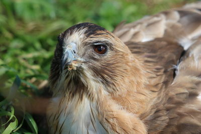 Close-up of an animal