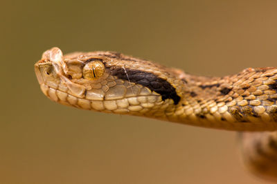 Close-up of turtle