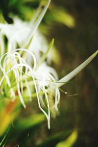 Close-up of plant