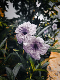 Close-up of purple flowering plant