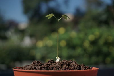 Close-up of small plant