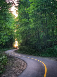 Street amidst trees in forest