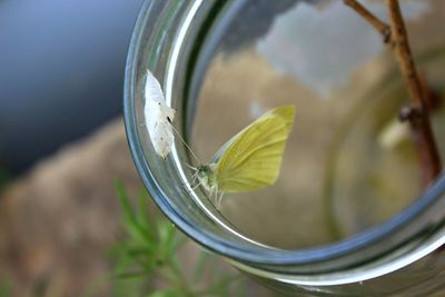 Close-up of insect on table