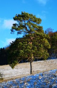 Trees on field against sky during winter