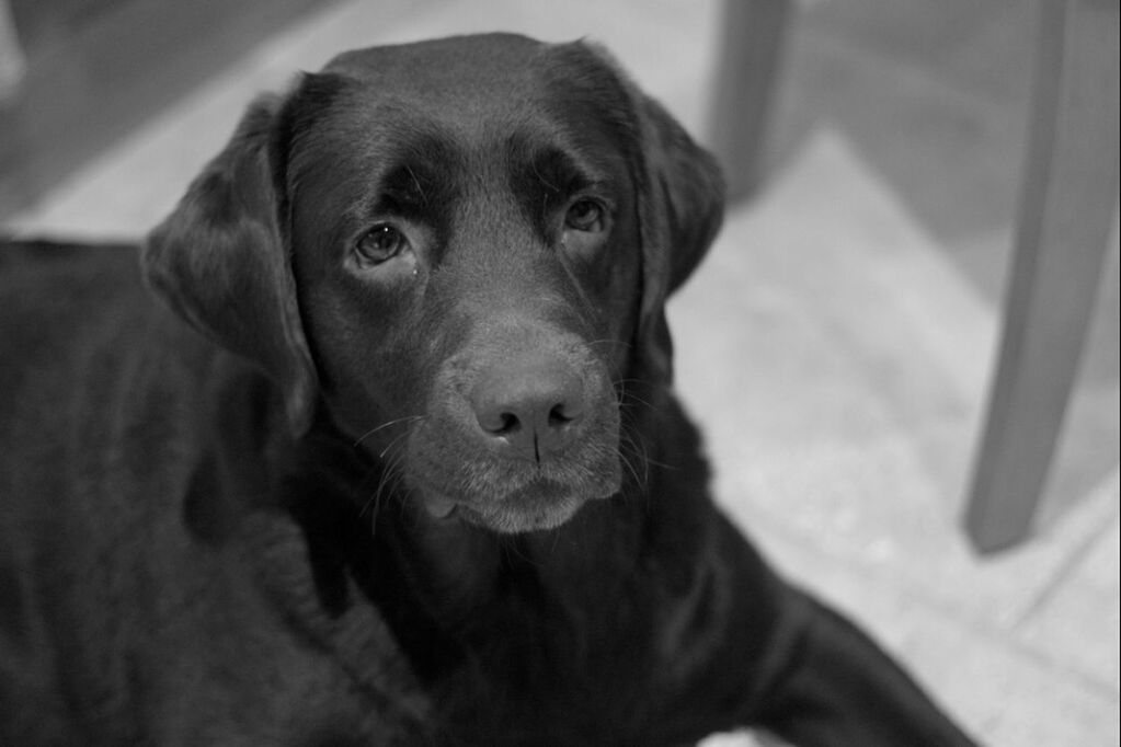 pets, dog, indoors, domestic animals, one animal, animal themes, mammal, looking at camera, portrait, home interior, relaxation, animal head, close-up, bed, home, lying down, resting, no people, selective focus, sitting