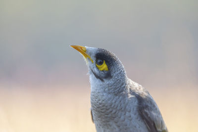 Close-up of a bird