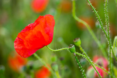 Close-up of red flowering plant