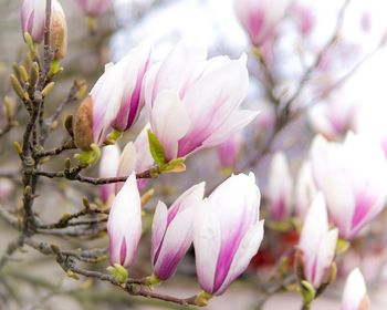 Close-up of pink cherry blossoms in spring