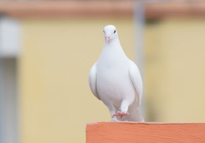 Close-up of dove