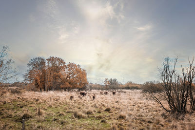 View of sheep on field against sky